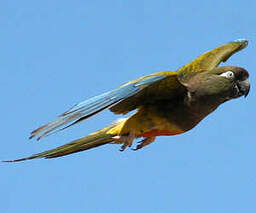 Conure de Patagonie