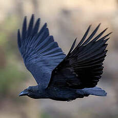 Corbeau à queue courte