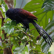 Coucal de Ceylan