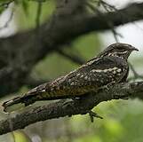 Caprimulgidés