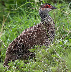 Francolin de Clapperton