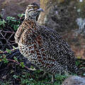 Francolin montagnard