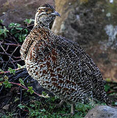 Francolin montagnard