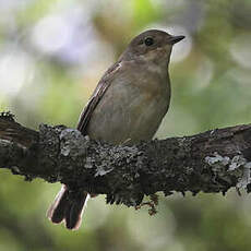 Gobemouche de l'Atlas