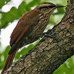 Grimpar à bec étroit