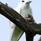 Gygis blanche