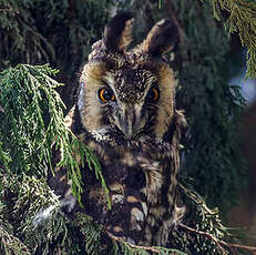 Hibou d'Abyssinie