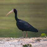 Ibis à face nue