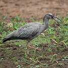 Ibis plombé