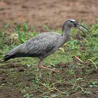 Ibis plombé
