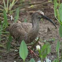Ibis plombé