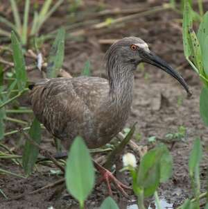 Ibis plombé