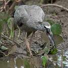 Ibis plombé