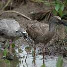 Ibis plombé