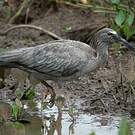 Ibis plombé