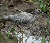 Ibis plombé