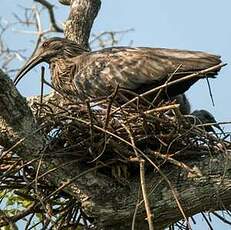 Ibis plombé