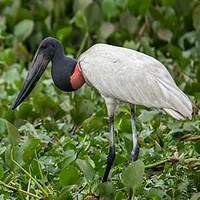 Jabiru d'Amérique