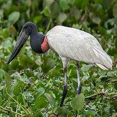 Jabiru d'Amérique