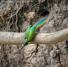 Jacamar à queue rousse