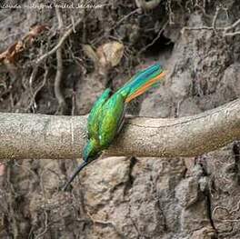 Jacamar à queue rousse