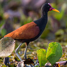 Jacana noir