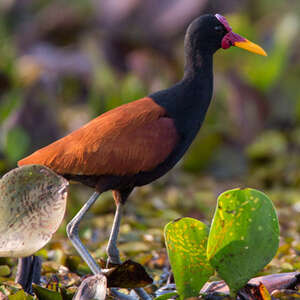 Jacana noir