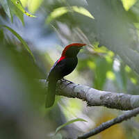 Manakin casqué