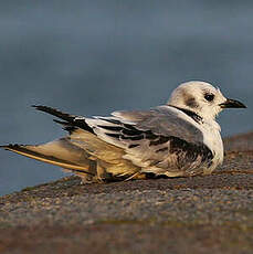 Mouette tridactyle