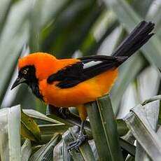 Oriole à dos orange