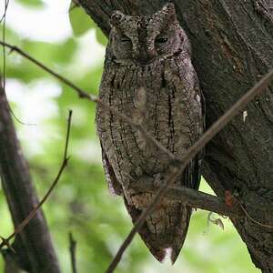 Petit-duc scops