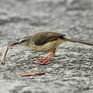 Prinia modeste