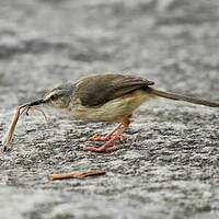 Prinia modeste