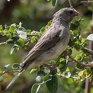 Serin à gorge jaune