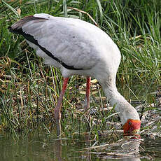 Tantale ibis