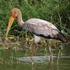 Tantale ibis