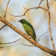 Tersine hirondelle