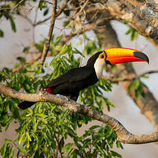 Toucan toco