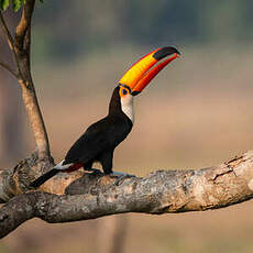 Toucan toco