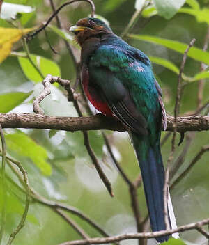 Trogon narina