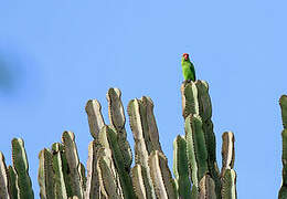 Black-winged Lovebird