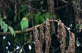 Black-winged Lovebird