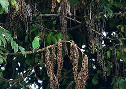 Black-winged Lovebird