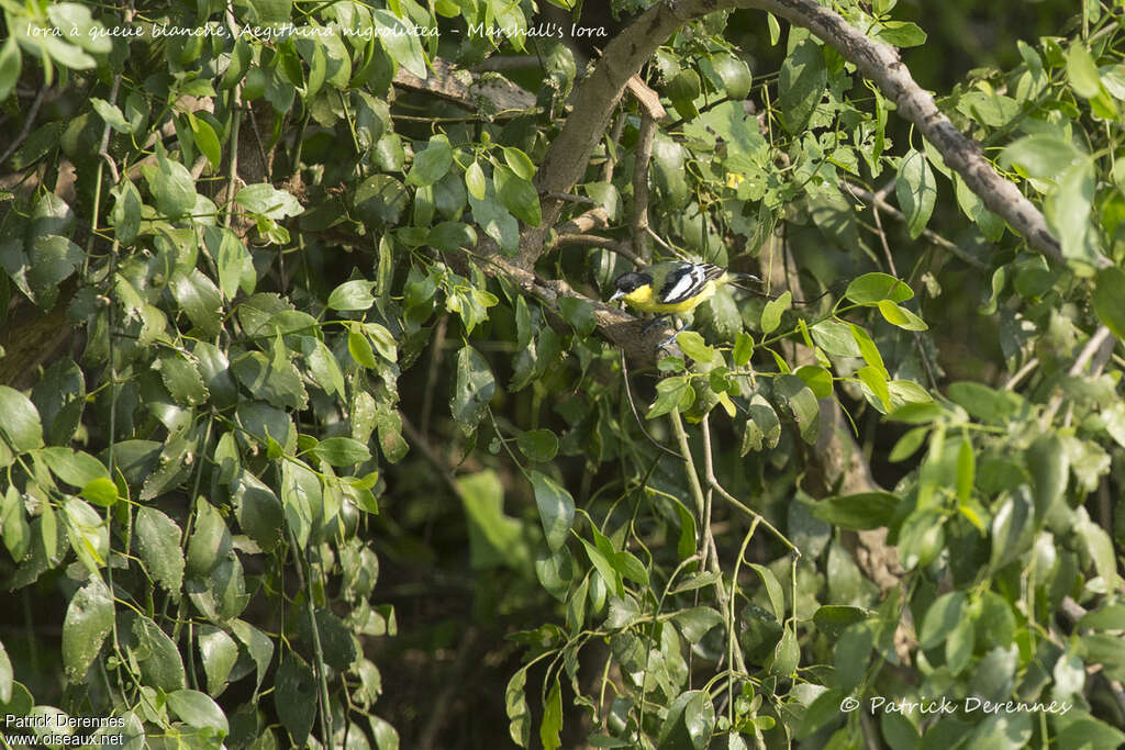 Iora à queue blanche mâle adulte, identification