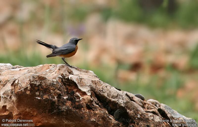 White-throated Robinadult