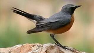 White-throated Robin