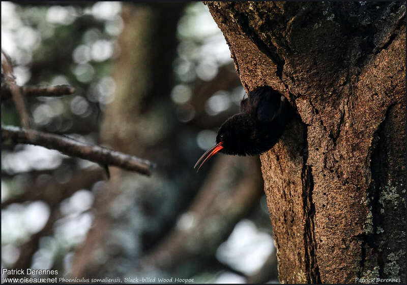 Black-billed Wood Hoopoeadult, Reproduction-nesting