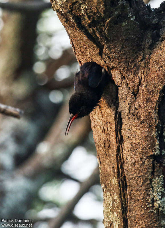 Black-billed Wood Hoopoeadult, Reproduction-nesting