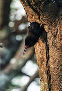 Black-billed Wood Hoopoe