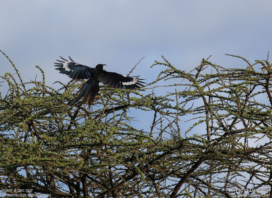 Black-billed Wood Hoopoeadult, Flight